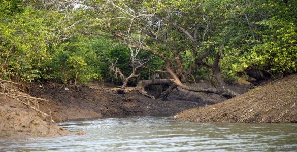 Bichitrapur Mangroves Forests - Digha beach