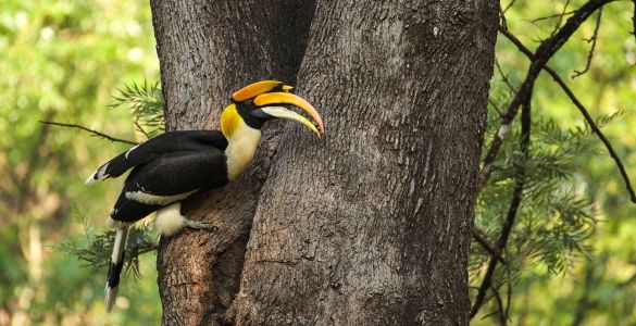 Kumarakom bird sanctuary and backwater cruise - Cherthala