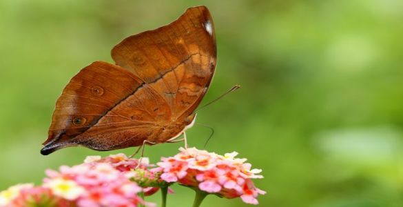 Sammilan Shetty’s Butterfly Park - Mangalore