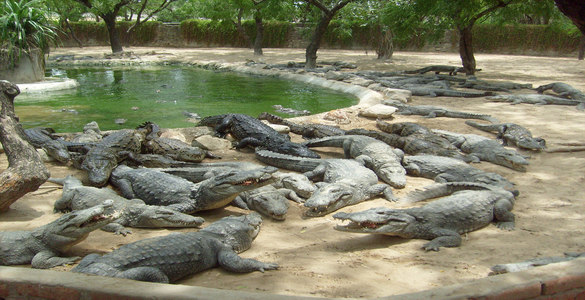 Madras Crocodile Bank